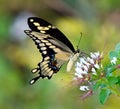 Giant Swallowtail butterfly (Papilio cresphontes) Royalty Free Stock Photo