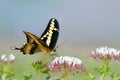 Giant Swallowtail butterfly Royalty Free Stock Photo