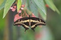 Giant Swallowtail butterfly (Papilio cresphontes)