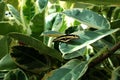 Giant Swallowtail butterfly Papilio cresphontes