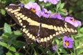 Giant Swallowtail Butterfly Papilio cresphontes