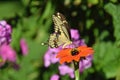 Giant Swallowtail and Bumblebee on Mexican Sunflower Royalty Free Stock Photo