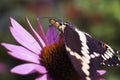 Giant Swallowtail Butterfly On Pink Coneflower