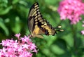 Giant Swallowtail Butterfly on Pink Flowers Royalty Free Stock Photo