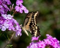 Giant swallowtail butterfly pollinating pink phlox flowers