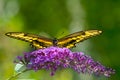 Giant swallowtail butterfly on a purple butterfly bush