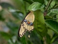 Giant Swallowtail Butterfly on a Satsuma Leaf