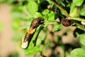 Giant Swallowtail Caterpillar