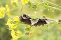 Giant Swallowtail Caterpillar closeup