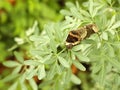 Giant Swallowtail Caterpillar eating leaves of the Rue plant Royalty Free Stock Photo