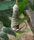 Giant swallowtail caterpillar (Papilio cresphontes) with defensive red Osmeterium showing