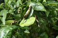 Giant Swallowtail caterpillars eating leaves