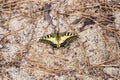 Swallowtail in the south of Portugal Royalty Free Stock Photo