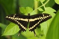 Giant Swallowtail Papilio cresphontes