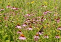 Giant Swallowtail Papilio cresphontes butterfly in field of flowers Royalty Free Stock Photo