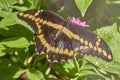 Giant swallowtail, papilio cresphontes, butterfly on white flower with great background blur.