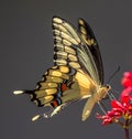 Giant swallowtail, Papilio cresphontes Cramer, on Jatropha