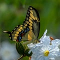 Giant swallowtail, Papilio cresphontes Cramer, on white flower, Seminole, Florida