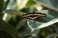 Giant Swallowtail Papilio cresphontes