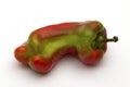 Giant sweet pepper ripening