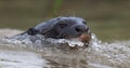 Giant swimming in the water. Giant River Otter, Pteronura brasiliensis. Royalty Free Stock Photo