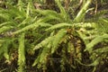 Giant sword fern in the understory at Corkscrew Swamp, Florida.