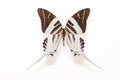 Giant Swordtail Butterfly (Graphium adrocles) Royalty Free Stock Photo