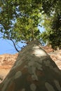 Giant Sycamore Trees in Arizona