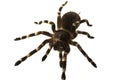 Giant tarantula Acanthoscurria geniculata isolated