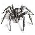 giant tarantula spider, scary black hairy predatory spider, black and white drawing, engraving