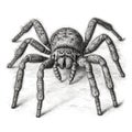 giant tarantula spider, scary black hairy predatory spider, black and white drawing, engraving