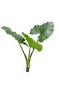 Giant Taro Alocasia Macrorrhizos Royalty Free Stock Photo