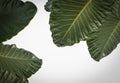 Giant Taro Alocasia species, tropical rainforest foliage garden plant isolated on Royalty Free Stock Photo