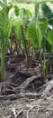 Giant taro cultivation on Makin Island Royalty Free Stock Photo