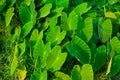 Giant taro, green leaves resembling the elephant`s ears Economic plants in a tropical wetland with water resources Southeast asia Royalty Free Stock Photo