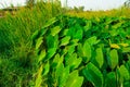 Giant taro, green leaves resembling the elephant`s ears Economic plants in a tropical wetland with water resources Southeast asia Royalty Free Stock Photo
