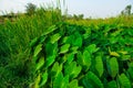 Giant taro, green leaves resembling the elephant`s ears Economic plants in a tropical wetland with water resources Southeast asia Royalty Free Stock Photo