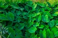 Giant taro, green leaves resembling the elephant`s ears Economic plants in a tropical wetland with water resources Southeast asia Royalty Free Stock Photo