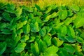 Giant taro, green leaves resembling the elephant`s ears Economic plants in a tropical wetland with water resources Southeast asia Royalty Free Stock Photo