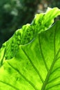 Giant Taro Leaves Royalty Free Stock Photo