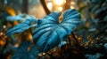 Giant Taro Leaves