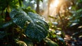 Giant Taro Leaves