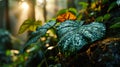 Giant Taro Leaves