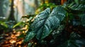 Giant Taro Leaves