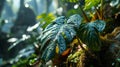 Giant Taro Leaves