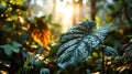 Giant Taro Leaves