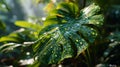 Giant Taro Leaves