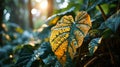 Giant Taro Leaves