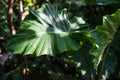 Giant taro plant, alocasia macrorrhiza araceae