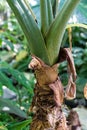 Giant taro plant, alocasia macrorrhiza araceae